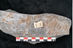 Foto (Detailansicht) von Asterophyllites sp.  (NHMW-GEO-2024-0188-10993)